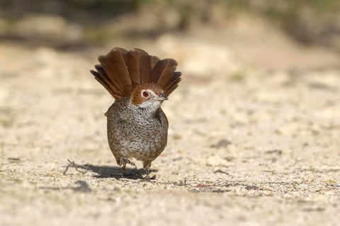 Rufous Bristlebird (Dasyornis broadbenti) perched on the ground, Victoria, Australia