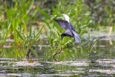Black Tern (Chlidonias niger) flying, Netherlands