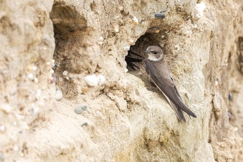 Sand Martin (Riparia riparia) at nesting wall, North Rhine-Westphalia, Germany