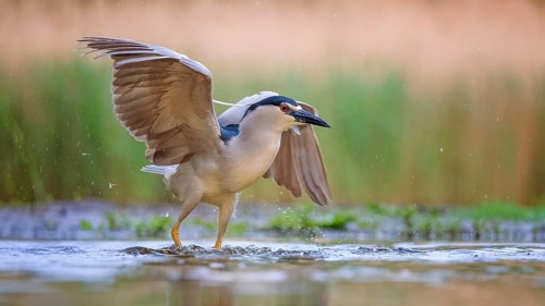Black-crowned Night Heron (Nycticorax nycticorax) foraging, Kiskunsag National Park, Hungary
