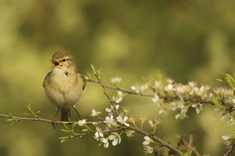 Willow Warbler (Phylloscopus trochilus), Lower Saxony, Germany