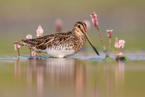 Common Snipe (Gallinago gallinago) foraging, Poland