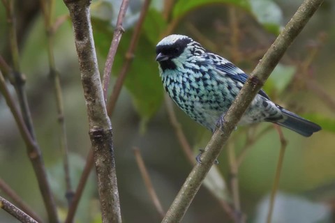 Beryl-spangled Tanager (Tangara nigroviridis), Abra Patricia Protected Area, Peru