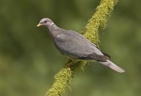 Band-tailed Pigeon (Patagioenas fasciata), British Columbia, Canada