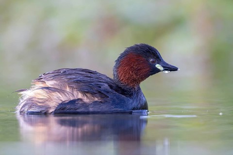 Little Grebe (Tachybaptus ruficollis), North Rhine-Westphalia, Germany