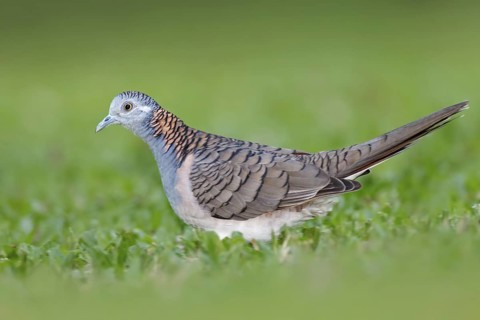Bar-shouldered Dove (Geopelia humeralis) male, Queensland, Australia