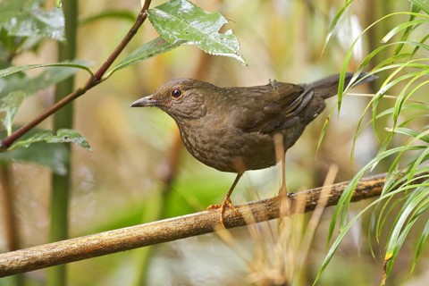 Glossy-black Thrush (Turdus serranus), Ecuador