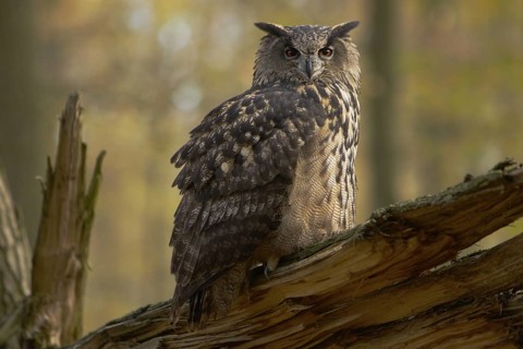 Europäischer Uhu; lat. Bubo bubo; auf abgebrochenem Stamm aufgeblockt
