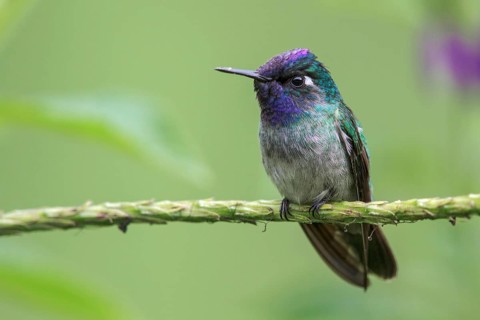 Violet-headed Hummingbird (Klais guimeti) perched on a branch in Manu National Park, Peru