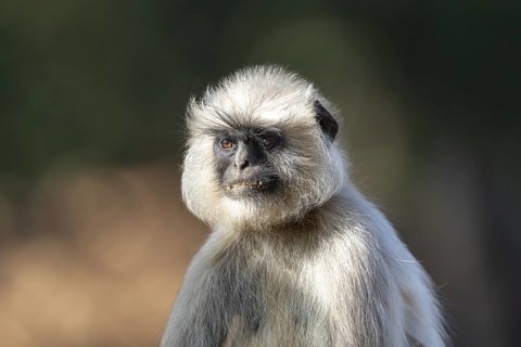 Northern plains gray langur (Semnopithecus entellus), Bandhavgarh National Park, Gohadi, Manpur,