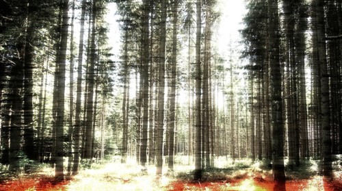 Sunlight filters through the dense canopy of towering trees in a forest, casting warm hues on the