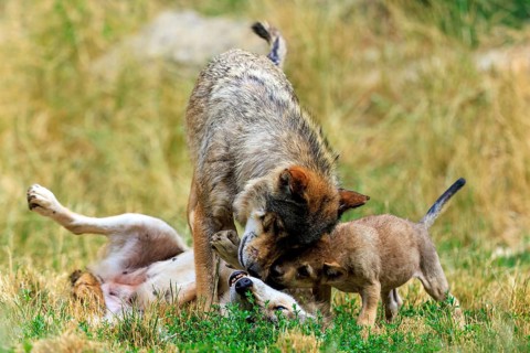 Adult wolf showing affection to a playing puppy in a meadow, Timberwolf, wolf, American wolf,