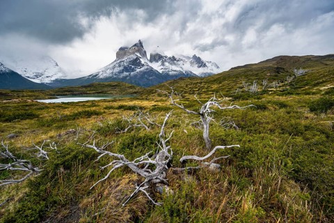 Dead bare trees, cloudy mountain range Cuernos del Paine, Torres del Paine National Park, Chile