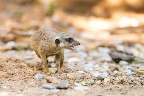 Meerkat (Suricata suricatta) standing in the sand, captive, Zoo Augsburg, Bavaria, Germany