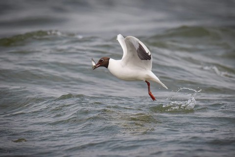 Black-headed gull (Chroicocephalus ridibundus) in summer plumage, with a small fish in its beak,