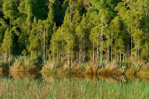 Dense green trees on the shore of a small lake with a clear reflection, Lake Mahinapua, Ruatapu,