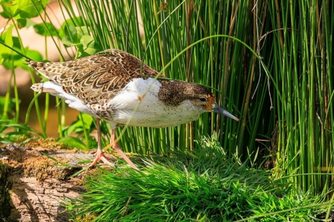 Bird in the grass looking for food in a natural environment, ruff (Calidris pugnax, Syn.: