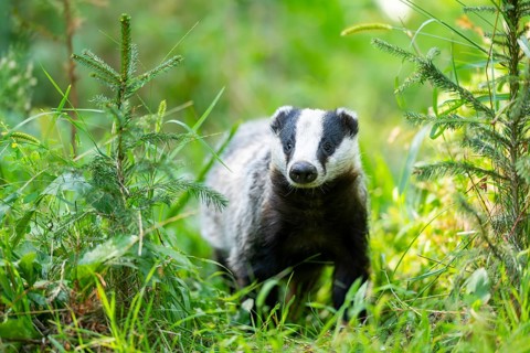 European badger (Meles meles) on a meadow, Hesse, Germany