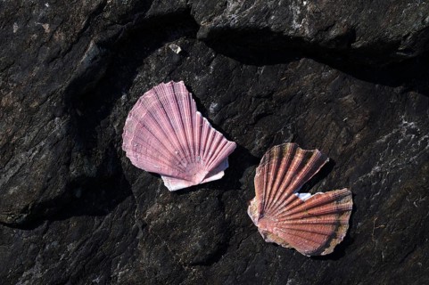 Scallops washed up on volcanic rock, pink, red, Grandcamp-Maisy, Normandy, Calvados, France