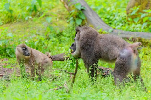 A male drill (Mandrillus leucophaeus) is standing in a meadow, eating something and holding a