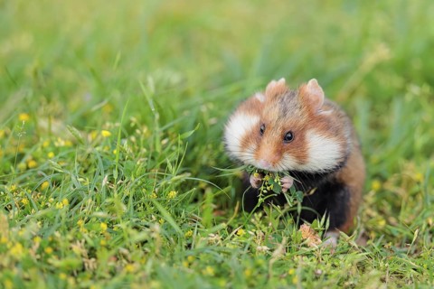 A European hamster (Cricetus cricetus) collects herbs, grass and daisies in a fresh green meadow