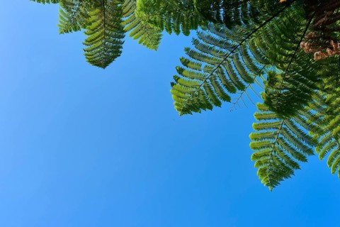 Fern leaves against a clear blue sky, representing tranquillity and nature, Te Rere o Omanawa,