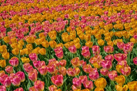 A wide field of flowers with colourful orange and pink tulips, Keukenhof, Lisse, province of South