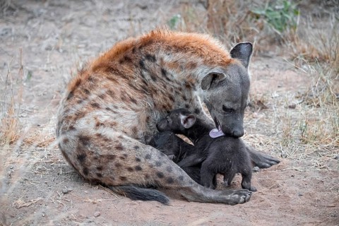 Spotted hyena (Crocuta crocuta), adult female licking young, lying down, Kruger National Park,