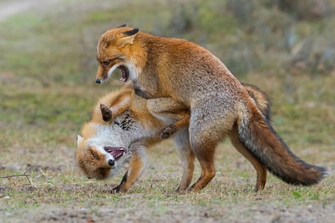 Red Fox (Vulpes vulpes) pair fighting and playing, Netherlands