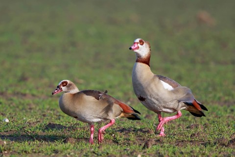 Egyptian Goose (Alopochen aegyptiaca) pair, North Rhine-Westphalia, Germany