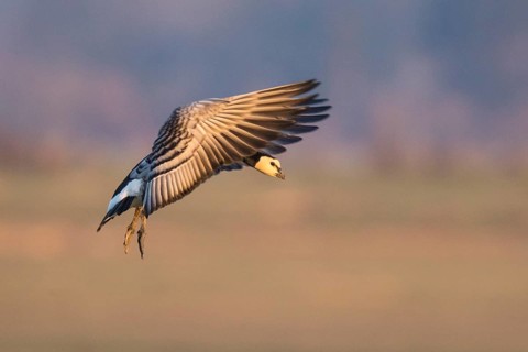Barnacle Goose (Branta leucopsis) landing, North Rhine-Westphalia, Germany