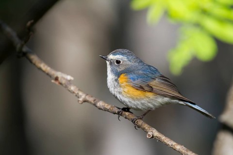 Orange-flanked Bluetail - Blauschwanz - Tarsiger cyanurus, Kazakhstan, male
