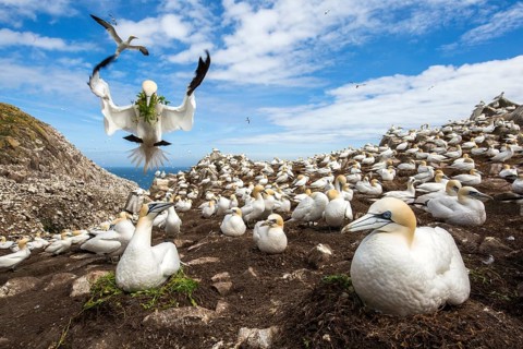 Northern Gannet (Morus bassanus) colony, Saltee Islands, Ireland