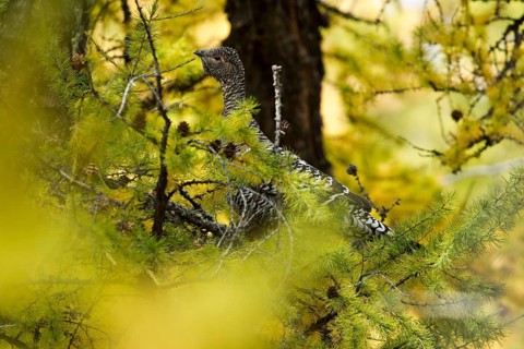 Black-billed Capercaillie (Tetrao urogalloides) female perched on a branch, Toew Aimag, Mongolia