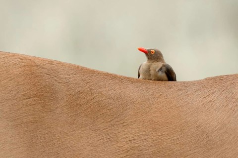 Roodsnavelossenpikker, Red-billed Oxpecker, Buphagus erythrorhyn