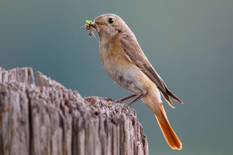 Common Redstart (Phoenicurus phoenicurus) female with feed in beak, North Rhine-Westphalia, Germany