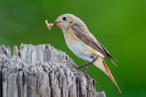 Common Redstart (Phoenicurus phoenicurus) female with feed in beak, North Rhine-Westphalia, Germany