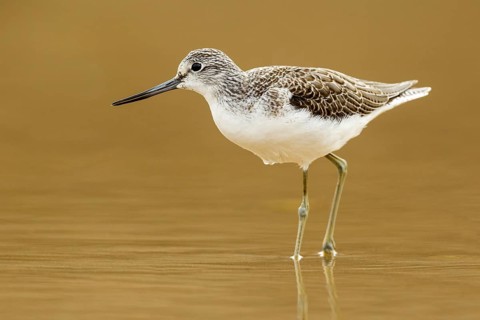 Common Greenshank (Tringa nebularia), Asturias, Spain