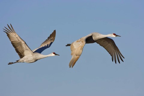 Sandhill Crane (Antigone canadensis), New Mexico, USA