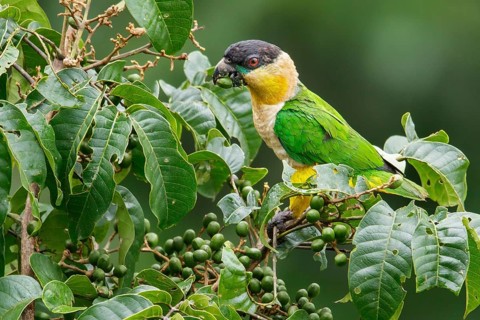 Black-headed Parrot (Pionites melanocephalus) perched on a branch in Ecuador
