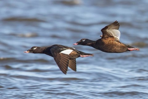 White-winged Scoter (Melanitta fusca) flying over the Hudson's Bay in Churchill, Manitoba Canada