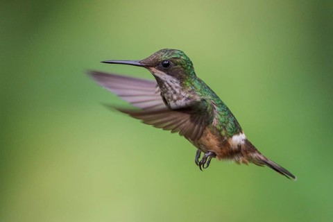 Festive Coquette (Lophornis chalybeus) flying and feeding at a flower in the Atlantic rainforest of
