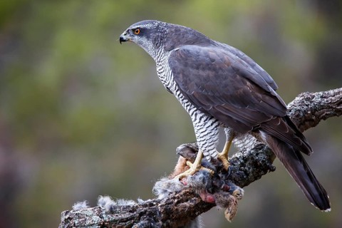 Northern Goshawk (Accipiter gentilis) female with prey, Madrid, Spain