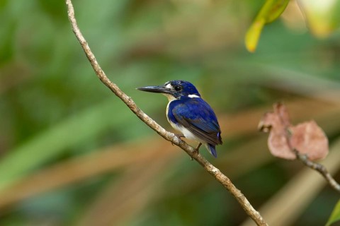 Little Kingfisher (Ceyx pusillus), Queensland, Australia