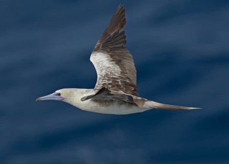 Red-footed Booby (Sula sula) flying, Northern Atlantic Ocean