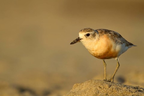 New Zealand Plover (Charadrius obscurus), Northland, North Island, New Zealand