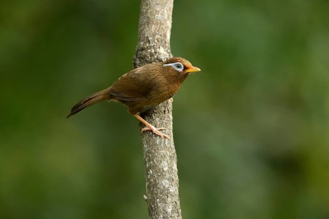 Chinese Hwamei (Garrulax canorus), Tokyo, Japan