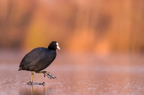 Eurasian Coot (Fulica atra) walking on frozen water, Rhineland-Palatinate, Germany