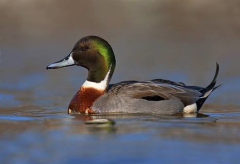 Hybrid: Northern Pintail x Mallard (Anas acuta x Anas platyrhynchos) male, British Columbia, Canada