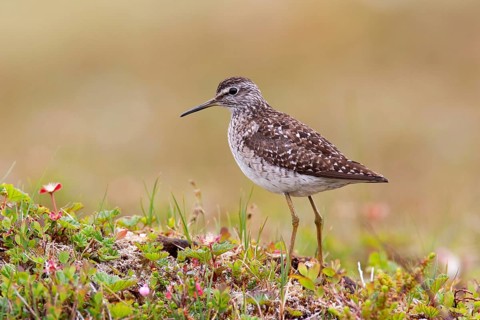 Wood Sandpiper (Tringa glareola), Varanger, Norway